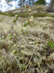 Kalliohatikka